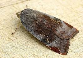 Attēlu rezultāti vaicājumam “Noctuidae”