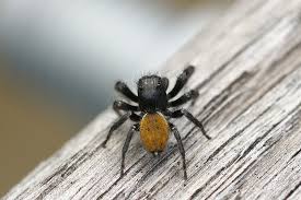 Attēlu rezultāti vaicājumam “Xanthogramma sp.”