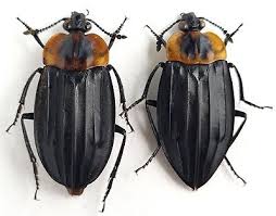 Attēlu rezultāti vaicājumam “Silphidae”