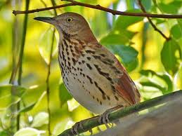 Image result for Toxostoma rufum