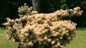 Attēlu rezultāti vaicājumam “Cotinus coggygria”