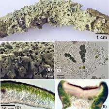 Attēlu rezultāti vaicājumam “Physconia enteroxantha”
