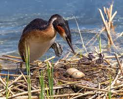 Attēlu rezultāti vaicājumam “Podiceps cristatus nest”