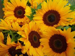 Image result for Helianthus annuus