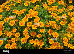 Attēlu rezultāti vaicājumam “Tagetes”