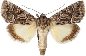 Attēlu rezultāti vaicājumam “Thalpophila matura”