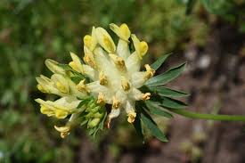 Attēlu rezultāti vaicājumam “Anthyllis maritima”