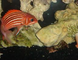 Image result for Lutjanus campechanus