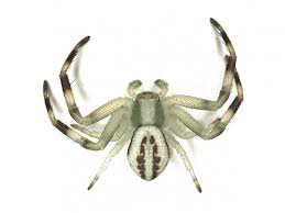 Attēlu rezultāti vaicājumam “Misumena vatia”