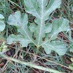 Attēlu rezultāti vaicājumam “Citrullus lanatus leaf”