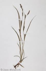 Attēlu rezultāti vaicājumam “Carex hirta female flower”