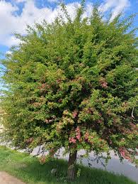 Attēlu rezultāti vaicājumam “Crataegus laevigata”