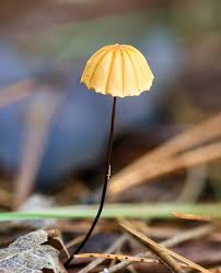 Attēlu rezultāti vaicājumam “Marasmius sp.”