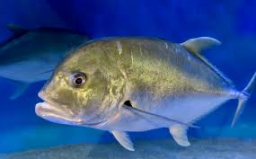 Image result for Caranx ignobilis
