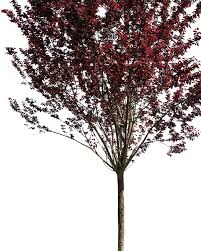 Attēlu rezultāti vaicājumam “Prunus cerasifera var. divaricata”