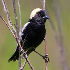 Image result for Dolichonyx oryzivorus