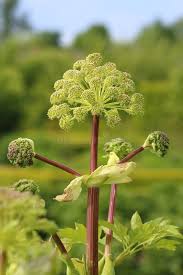 Attēlu rezultāti vaicājumam “Angelica palustris flower”