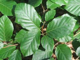 Attēlu rezultāti vaicājumam “Fagus sylvatica leaf”