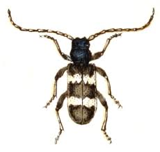 Attēlu rezultāti vaicājumam “Callidium violaceum”