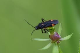 Attēlu rezultāti vaicājumam “Capsodes gothicus”