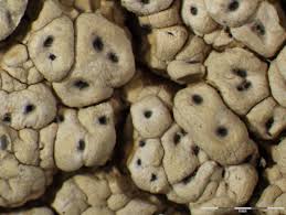 Attēlu rezultāti vaicājumam “Pertusaria flavida”