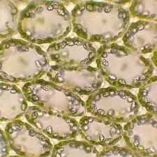 Attēlu rezultāti vaicājumam “Mylia anomala”