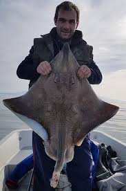 Image result for Dipturus batis