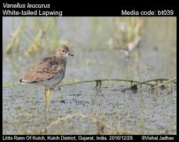 Image result for Vanellus leucurus