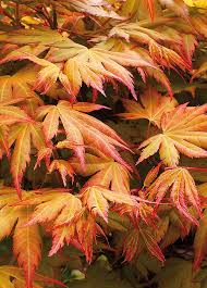 Image result for Acer palmatum `Orange Dream`