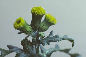 Attēlu rezultāti vaicājumam “Senecio vulgaris flower”