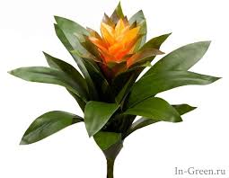 Картинки по запросу гусмания