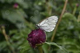 Attēlu rezultāti vaicājumam “Pieris brassicae”