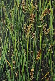 Attēlu rezultāti vaicājumam “Blysmus compressus”