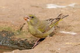Attēlu rezultāti vaicājumam “Chloris chloris female”