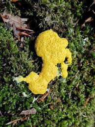 Attēlu rezultāti vaicājumam “Fuligo septica var. rosea spores”