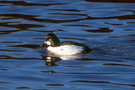 Attēlu rezultāti vaicājumam “Bucephala clangula juvenile”