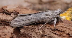 Attēlu rezultāti vaicājumam “Cucullia umbratica”