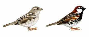 Image result for Passer hispaniolensis