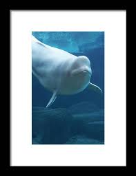 Image result for Delphinapterus leucas