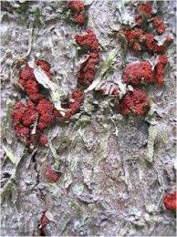 Attēlu rezultāti vaicājumam “Neonectria fuckeliana”