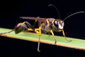 Attēlu rezultāti vaicājumam “Crabronidae”