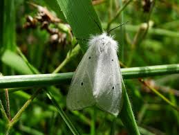 Attēlu rezultāti vaicājumam “Diaphora mendica”