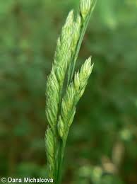 Attēlu rezultāti vaicājumam “Dactylis polygama”