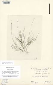 Attēlu rezultāti vaicājumam “Stuckenia filiformis leaf”