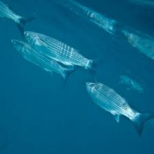 Image result for Liza aurata