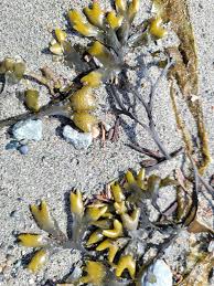 Attēlu rezultāti vaicājumam “Fucus vesiculosus”