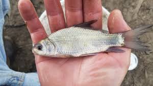 Image result for Ictiobus bubalus