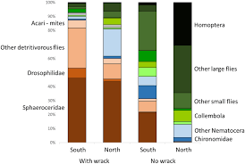 Attēlu rezultāti vaicājumam “Planaphrodes sp.”