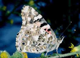 Attēlu rezultāti vaicājumam “Vanessa cardui underside”