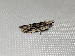 Attēlu rezultāti vaicājumam “Hypatima rhomboidella”